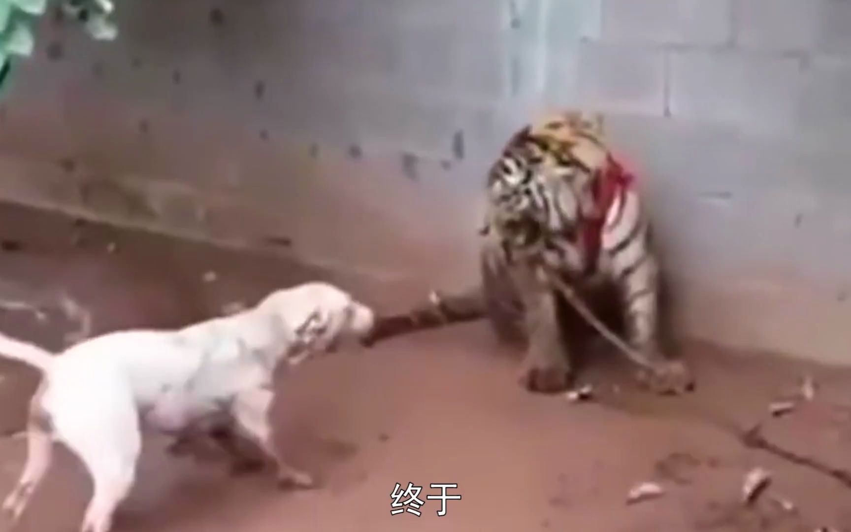 比特犬挑衅老虎，虎：谁给你的勇气！