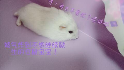 什么办法可以快速抓到仓鼠 9dade5de7af92be5a89f4af88b274377f9be05e4.jpg@480w_270h_1c