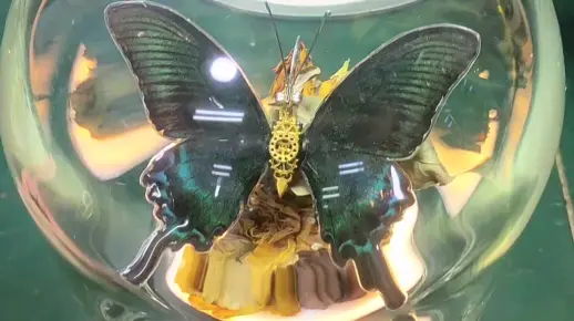 标本不代表死亡，可以另一种方式活着！机械蝴蝶标本diy