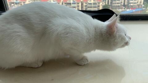 小猫咪叫声在线试听 9dcc0f3e80b81d2f4b77c584c9787ed37ef6d30e.jpg@480w_270h_1c