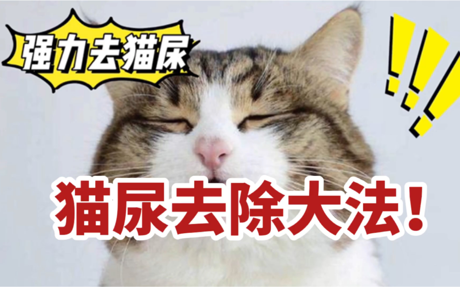 彻底解决让人崩溃的猫尿！去除99.9%猫尿味道！