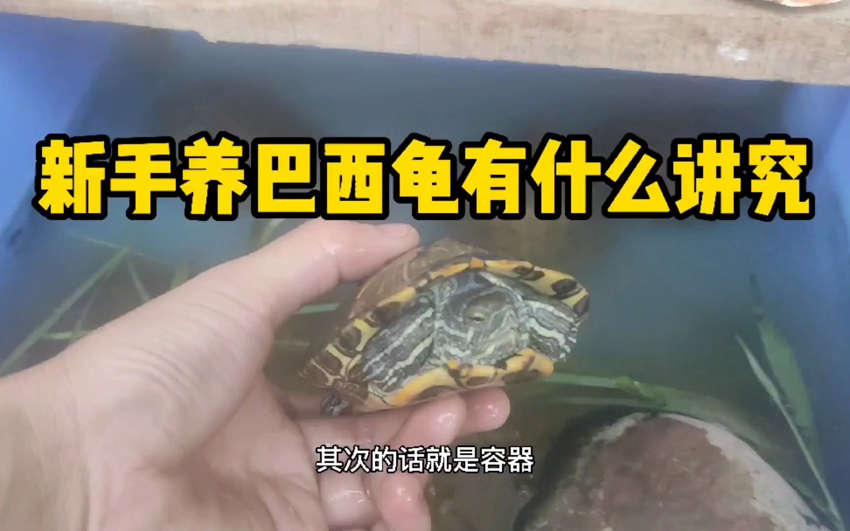 【乌龟】新手养巴西龟有什么讲究吗？有吗？好不好养呐！
