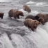阿拉斯加棕熊瀑布捕鱼系列更新  感觉心旷神怡