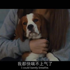 中文字幕《一条狗的使命2》一部献给所有狗主人的暖心童话