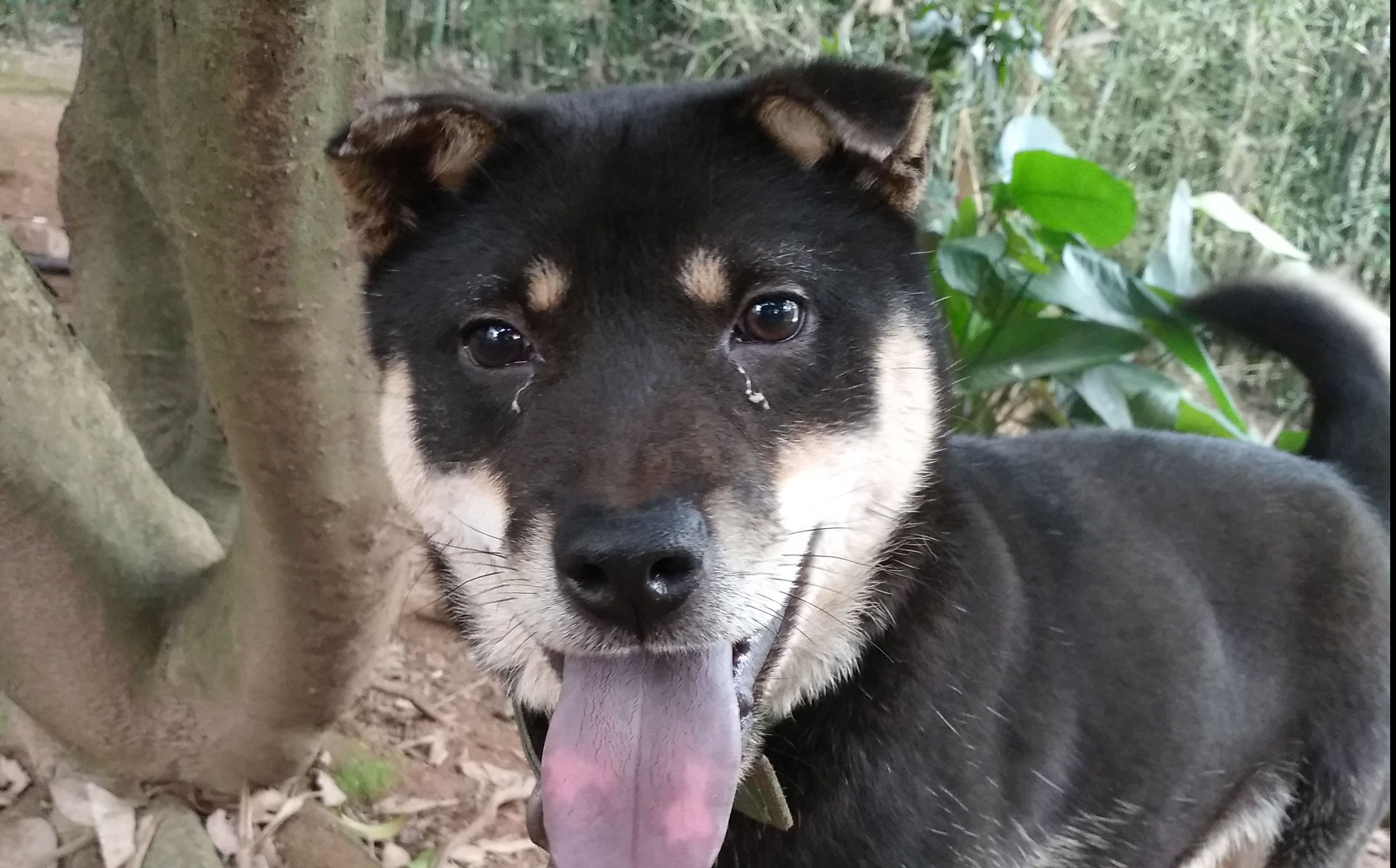 谁敢说中华田园犬是土狗 我的黑灰铁包金 纯种本土犬里代表之一 抓老鼠看庭护院无所不能 哔哩哔哩