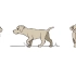 【2d动画】多角度小狗循环走动画
