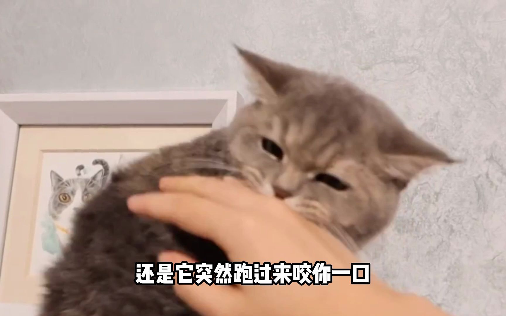 猫咪为什么喜欢喝马桶水？喝马桶水怎么改？