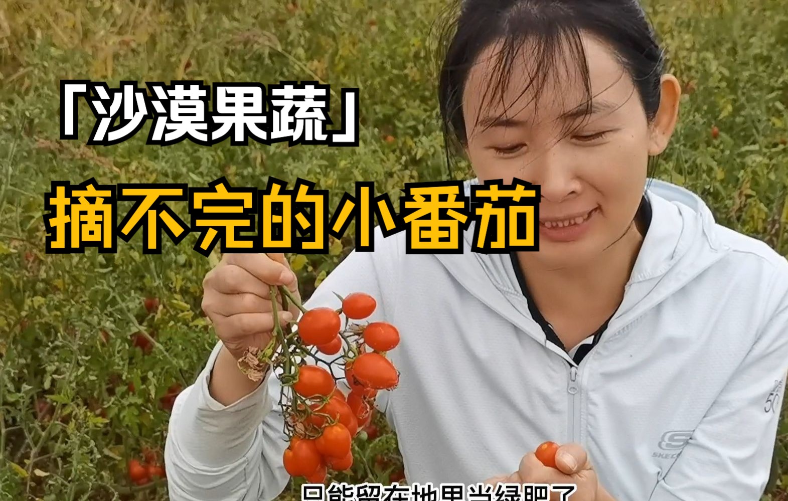 【沙漠果蔬】请大家“云吃”沙漠番茄咯～地里的小番茄摘都摘不完