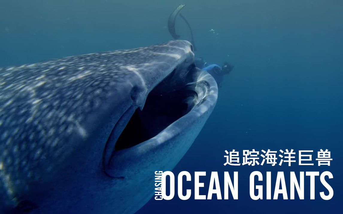 【纪录片】追踪海洋巨兽 04 卡塔尔鲸鲨