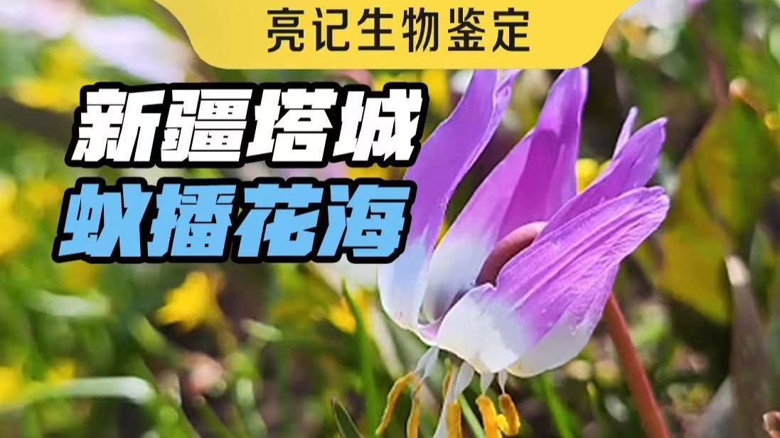 新疆塔城，一片靠蚂蚁播种的花海