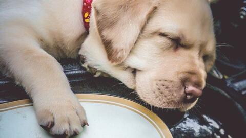 狗狗毛发黄是什么原因 9e1a31b712ebac19ae1fbd00f71c5f51a9ec8b8d.jpg@480w_270h_1c