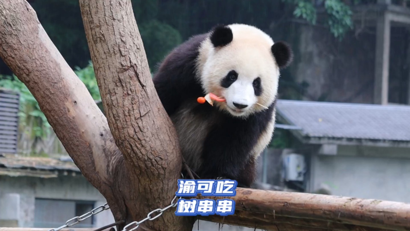 大熊猫渝可渝爱｜今天这个树串串居然是可子最先发现的！最开始爱姐只是在下面捡漏！