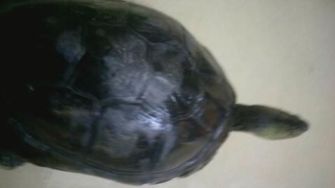 山上的乌龟有多可怕 9e1f8a423383e01c6977471435e83e3474b3cdbd.jpg@480w_270h_1c