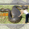 现实中的食人巨蟒蛇，吞人巨蟒原型，最后一个年年有“战绩