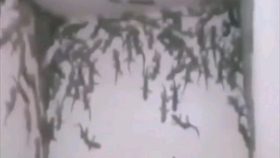 9e42f1680adcb6c4ef7f8208aae04b79d78019fd.jpg@280w_158h_1c_100q.jpg