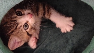 盒子里的猫咪结局 9e46ad942be4a9c589a09e474fe5ac23b5b78f4a.jpg@310w_174h_1c_100q.jpg
