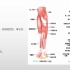 系统解剖学-上肢肌之前臂肌