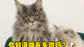 9e56ed82878f73b48222d0c45b62023d2296f22d.jpg@280w_158h_1c_100q.jpg