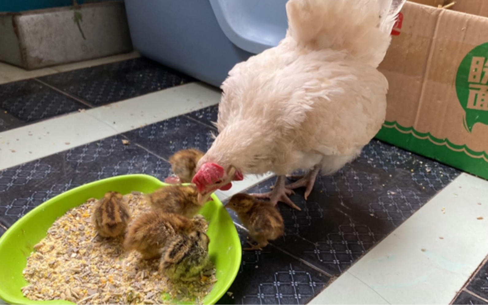【母爱】用母鸡孵化的小鹌鹑超乖——超听妈妈的话，母鸡妈妈也很心疼每一个小鹌鹑。