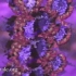 分子生物学--第二章-DNA与染色体