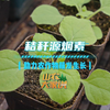秸秆源烟素助力农作物萌发生长