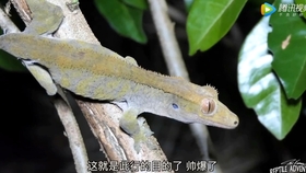 面包虫吃玉米粒吗 9e79fe66927e01e8890eaf26a56bb90adfc47ed4.jpg@280w_158h_1c_100q.jpg