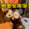 贵州粉丝寄来的兔子已经有了第二代，我宣布兔子部落黑眼圈家族在“晨田暮歌生态农场”已经成立了！[得意]#乡村生活 #田园生活 #家庭农场 #兔子#新农人
