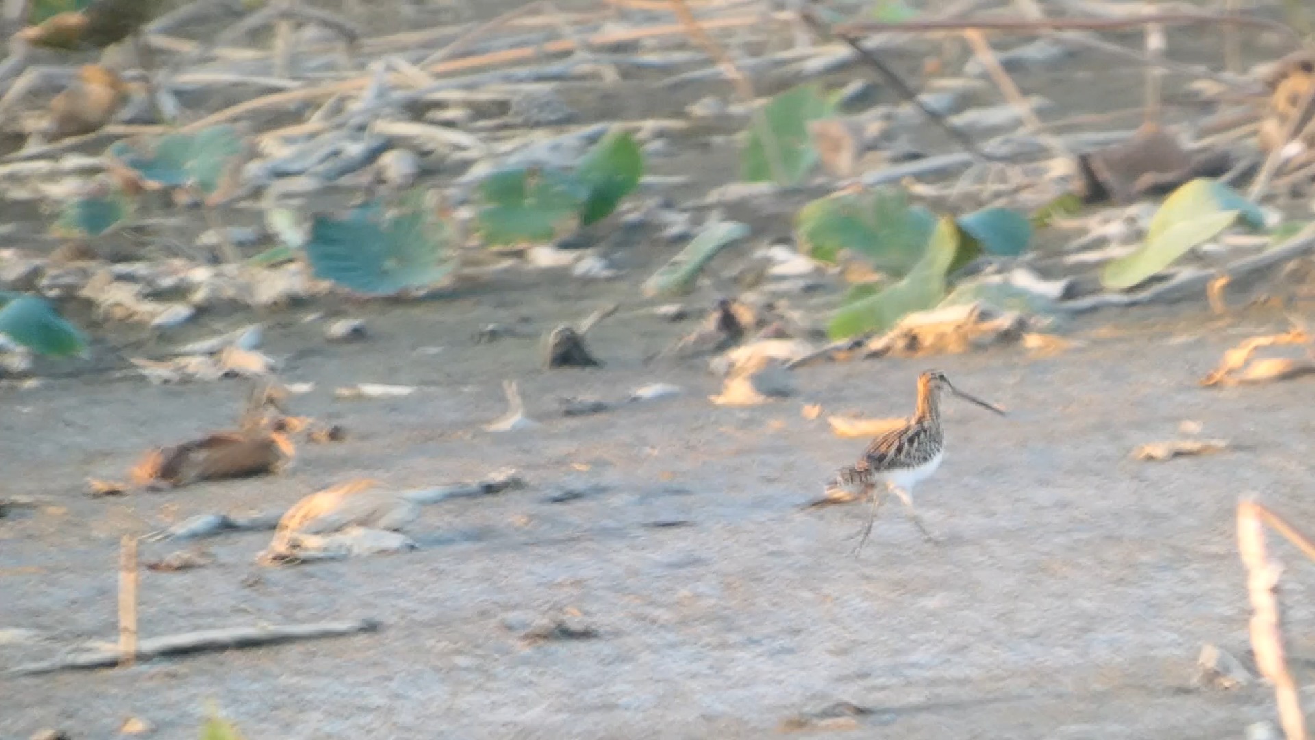 褐柳莺 夜鹭 小鸊鷉 池鹭 普通翠鸟 黑翅长脚鹬 灰头鹀 褐鹬 林鹬 金翅雀 麻雀 金眶鸻 长趾滨鹬 黄鹡鸰 沙锥 黑水鸡 棕背伯劳 黑翅鸢 反嘴鹬 小白鹭 中