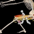 【运动解剖】单腿下蹲肌肉功能分析，看懂你也可以！