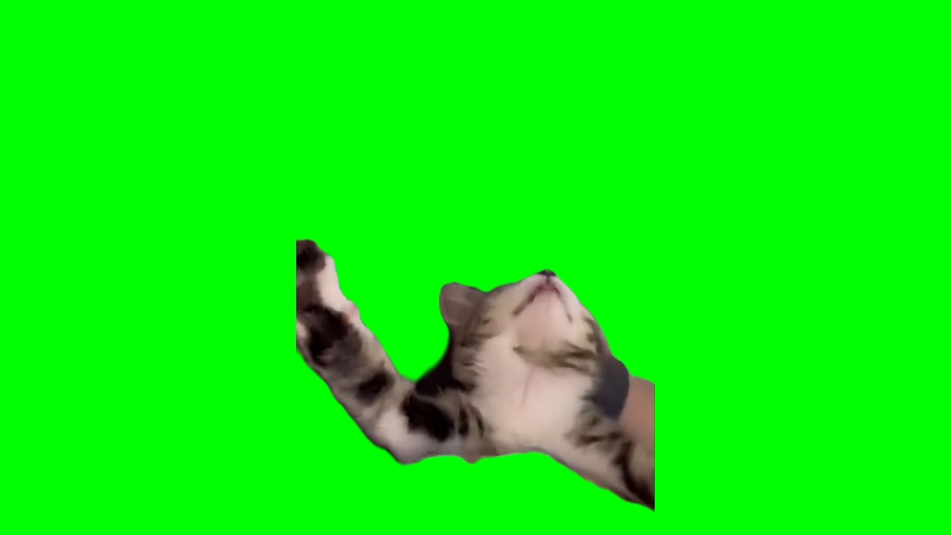 【高清无水印】伸懒腰电脑开机小猫meme绿幕素材30秒