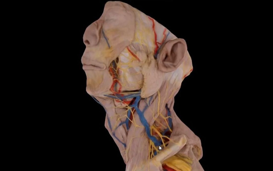局部解剖学-颈3（浅层血管神经及颈部的淋巴）