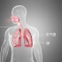 【生物】七年级下 3.1—肺的结构和功能