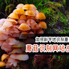 鉴别蘑菇从入门到精通（2）免费识别蘑菇的网站和APP有哪些？怎么使用？泡泡手把手教你