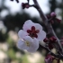 【空镜头】 植物梅花花朵 视频素材分享