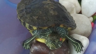 乌龟的视频真实 9f1b2659db5a081cc4287b78dfaefb75e7172c83.jpg@310w_174h_1c_100q.jpg