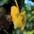 巴拿马树林里的兰花有多狡猾？利用蜜蜂授粉步步精妙设计！