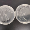 微生物实验-第三天 结果观察 菌落形态