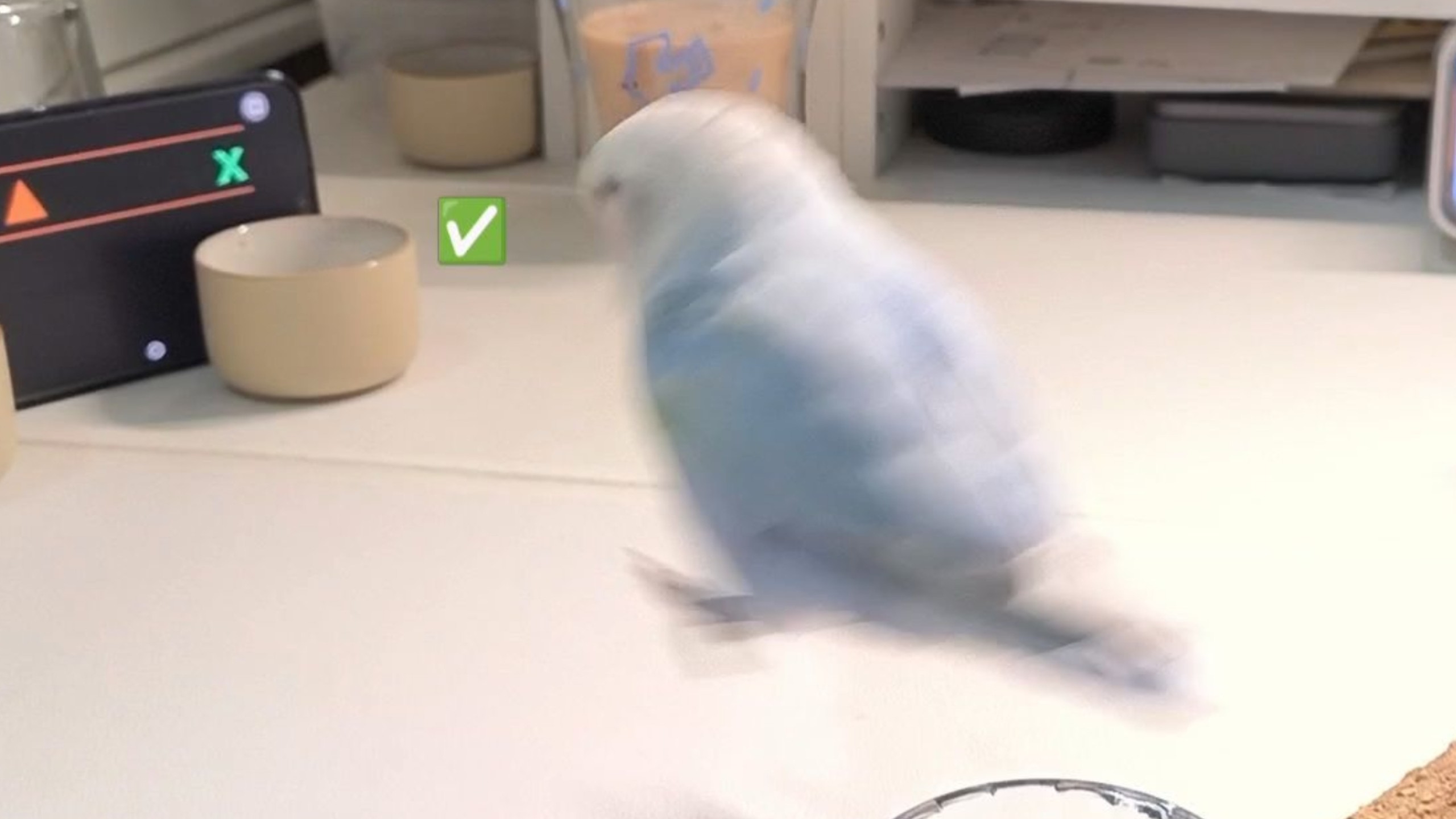 以防你没见过恐龙考试时是如何开小差的📝🐦