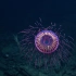 Nautilus Live~深海探测，水深1225米处发现的名为Halitrephes maasi的水母