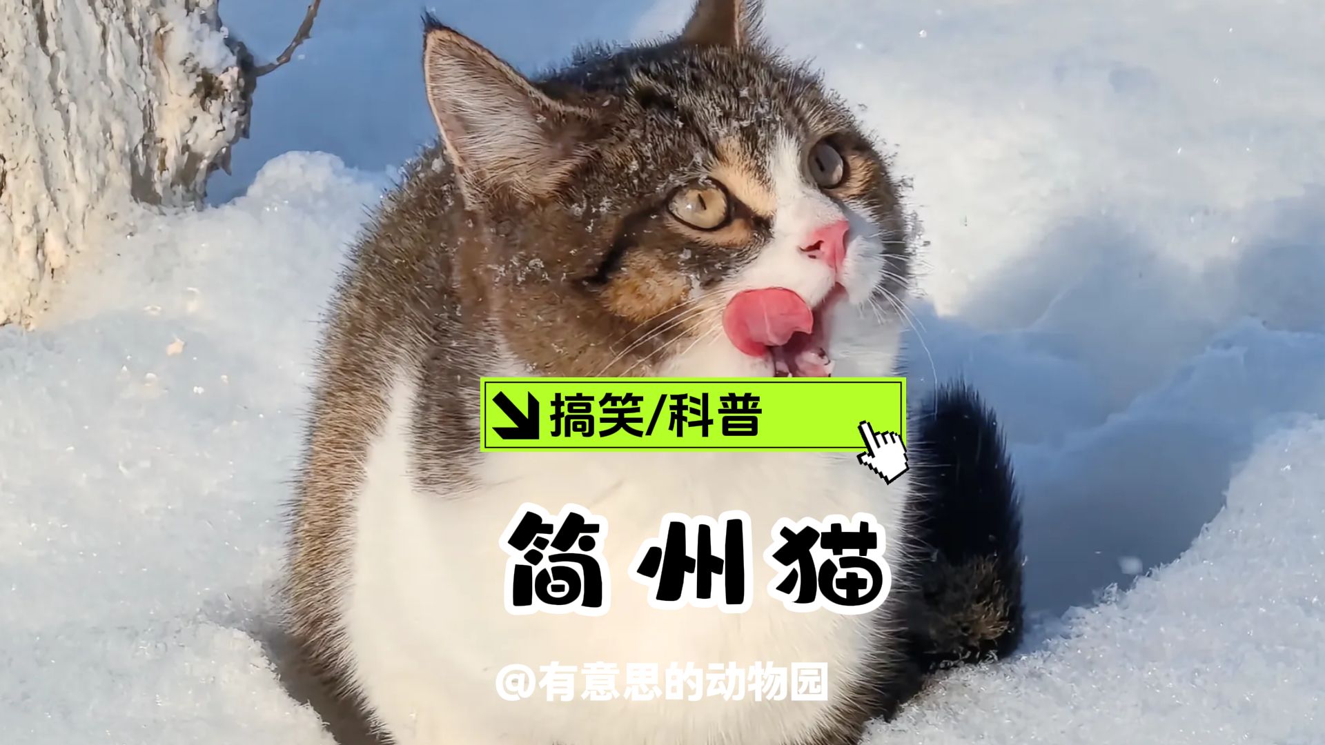 四川简州猫：从曾经的“宫廷御猫”沦落到“猫界黑户"