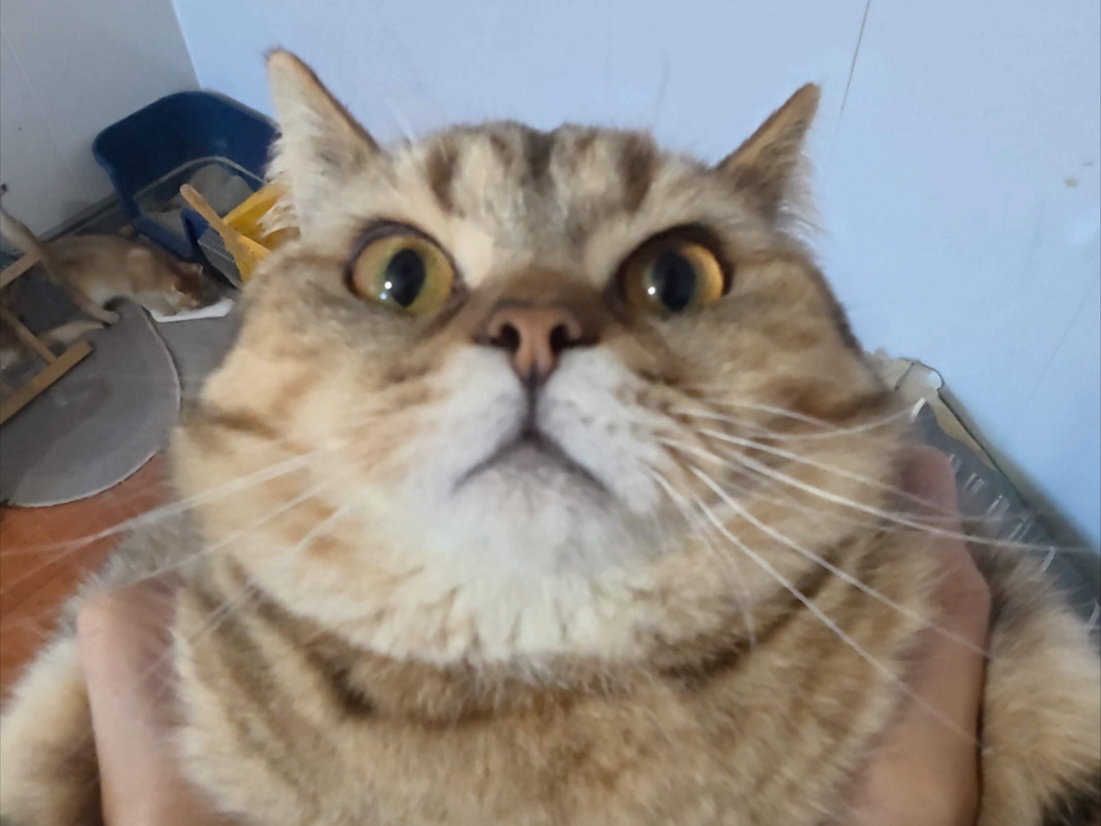 喵