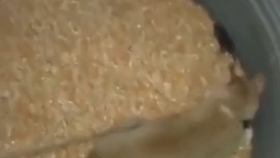 9f4f9e8666027464164c82e4177b61863669f170.jpg@280w_158h_1c_100q.jpg