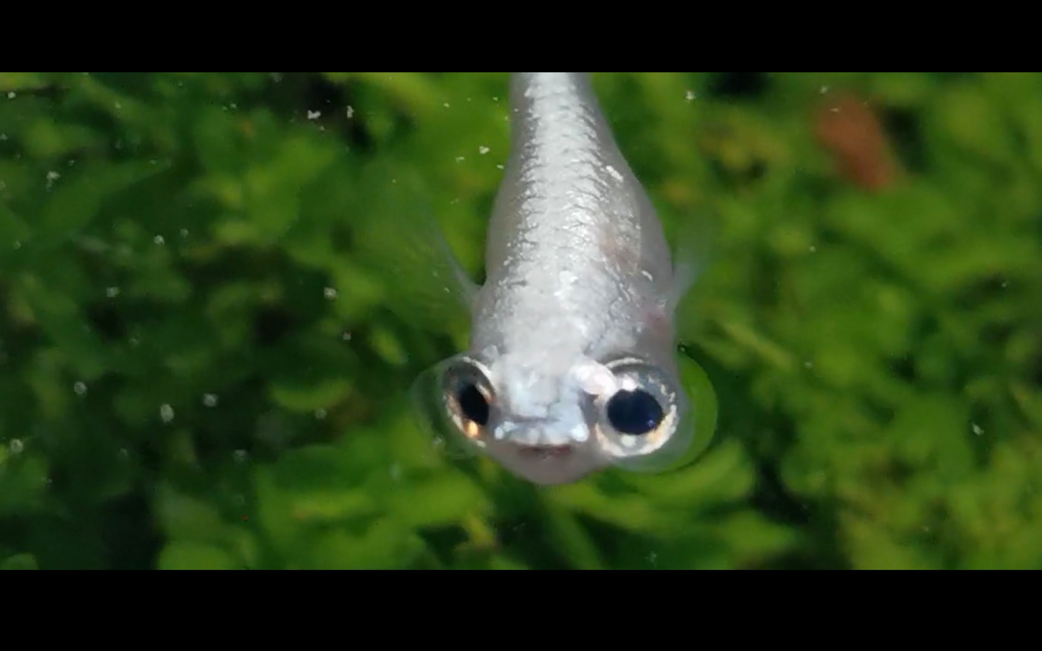 【观背青鳉】世界上最可爱的观背青鳉！这才是猛男该养的鱼