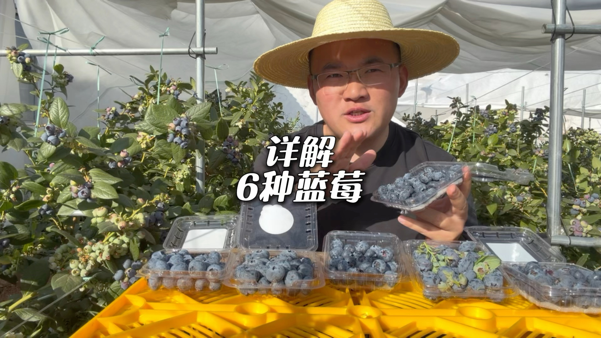 市面上六种常见蓝莓，哪种最好吃？