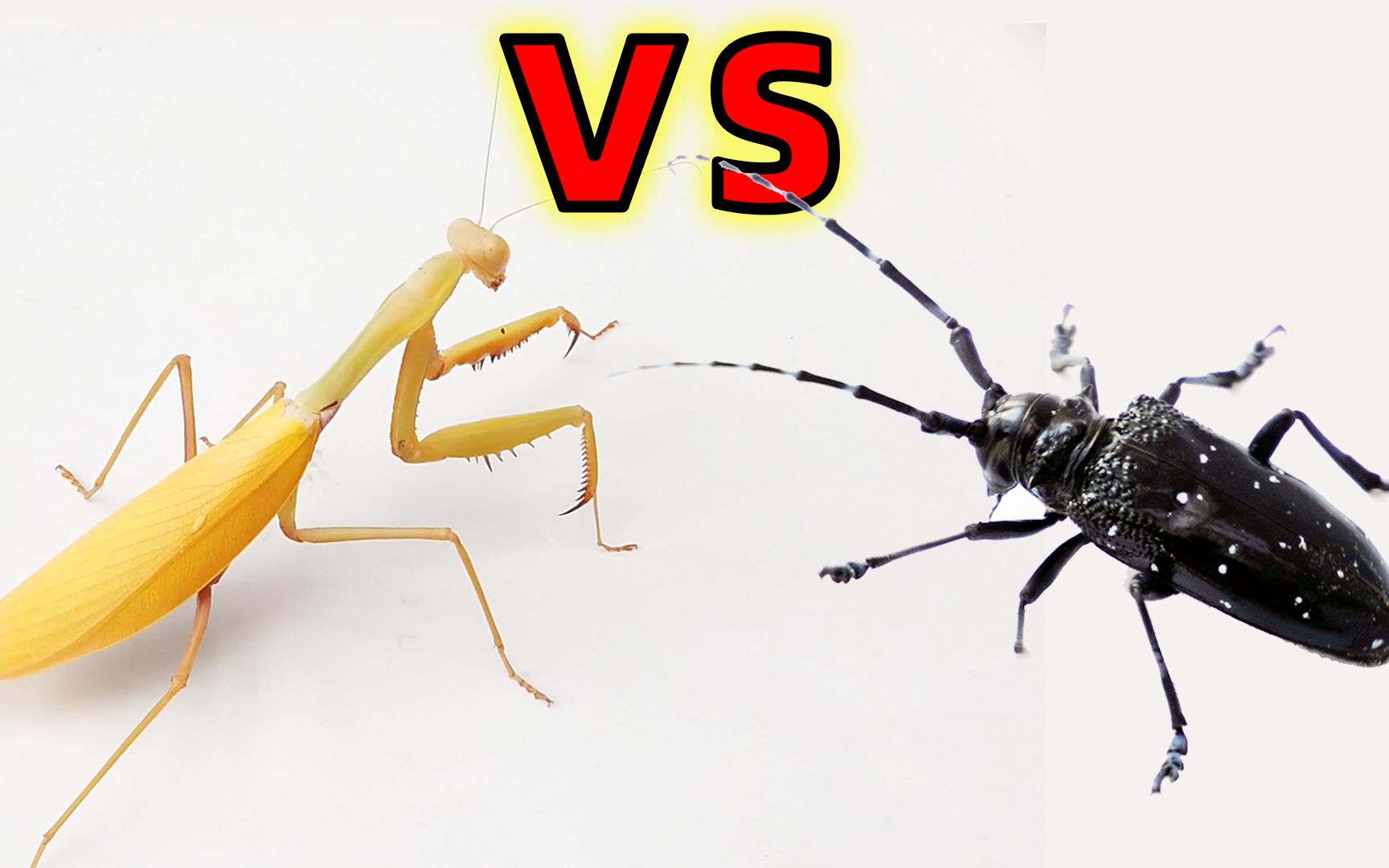 螳螂VS天牛，这场大战结果会怎样？
