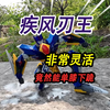 野外小河里捡到半个疾风刃王，它的关节非常灵活，竟然能单膝下跪