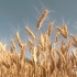 麦子熟了 喀什近350万亩小麦陆续开镰收割