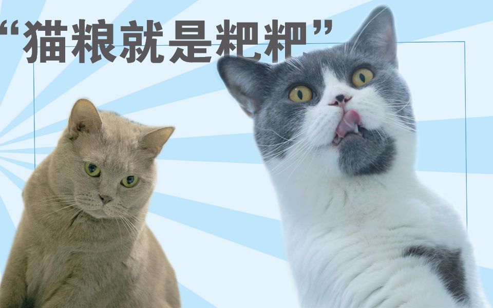 求求你！别再猫粮拌罐头了！这么喂猫吃枣药丸！【猫奴怎么办】