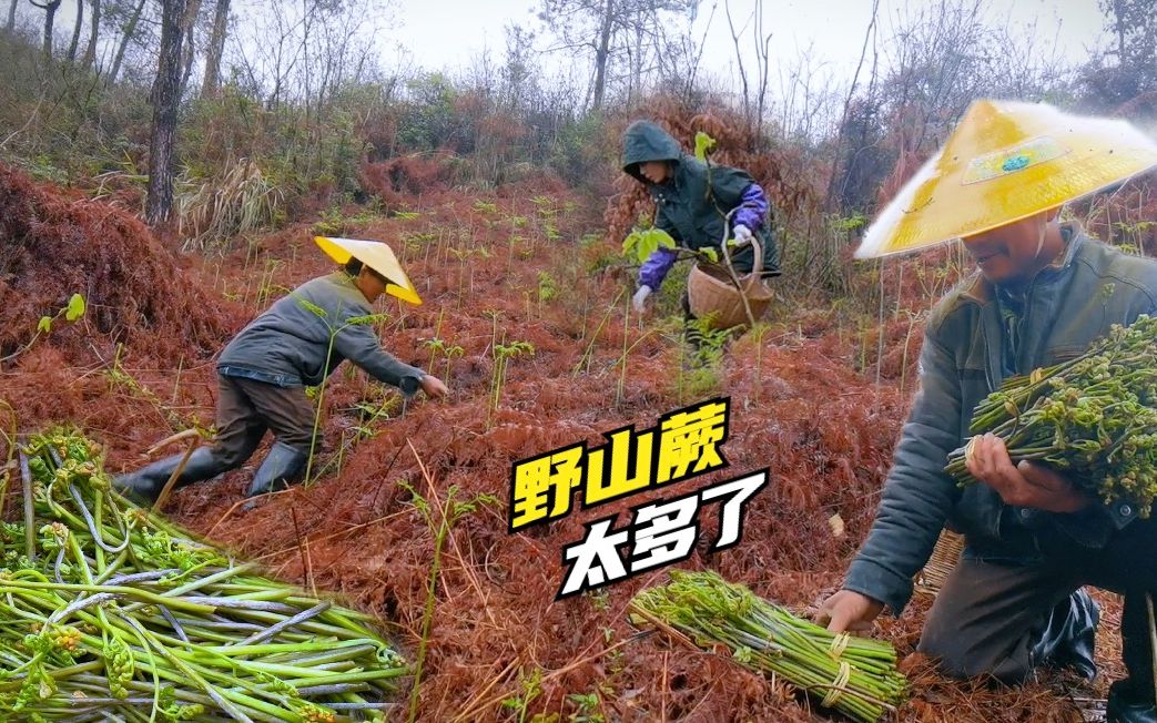 老爸翻山摘野山蕨，姑娘看到最后这片地，笑的停不下来！太过瘾了