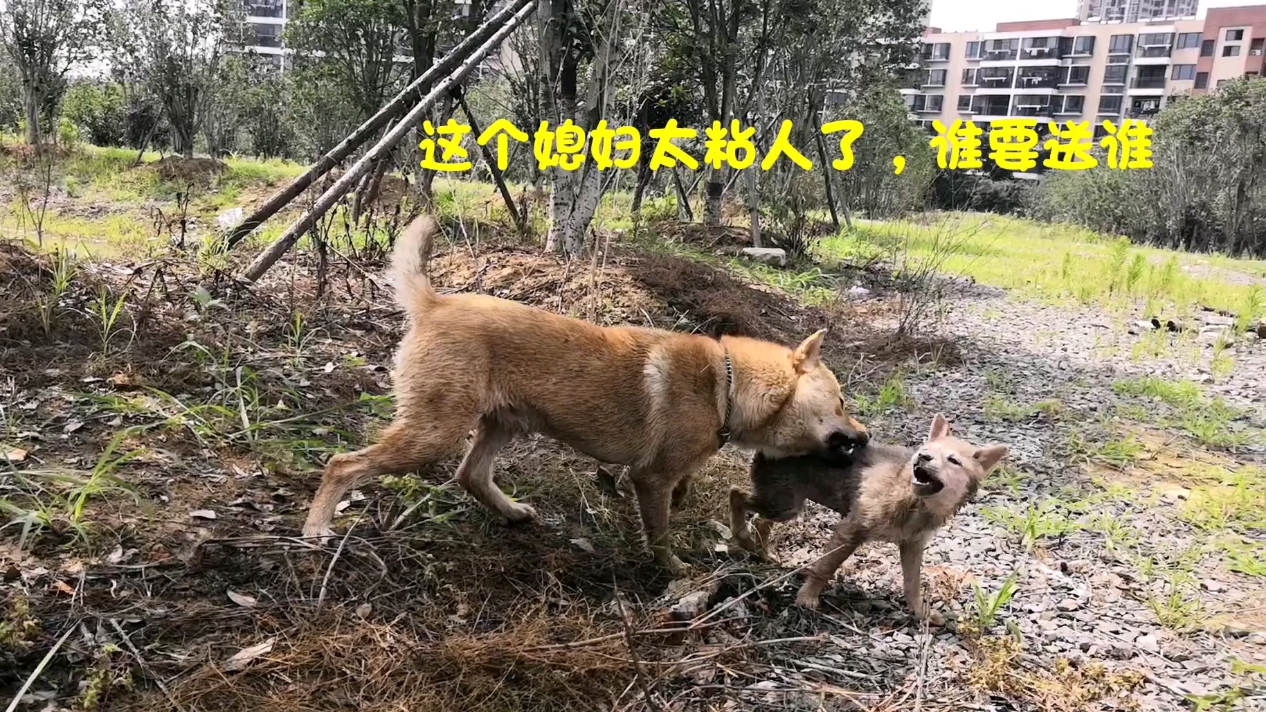 【中华田园犬】阿黄真是个长不大的孩子,小媳妇在旁边,他却一心只想着